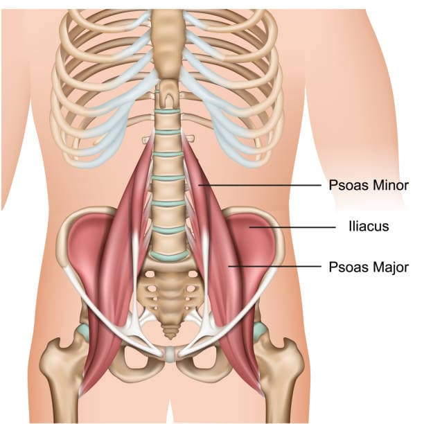 Psoas spier anatomie